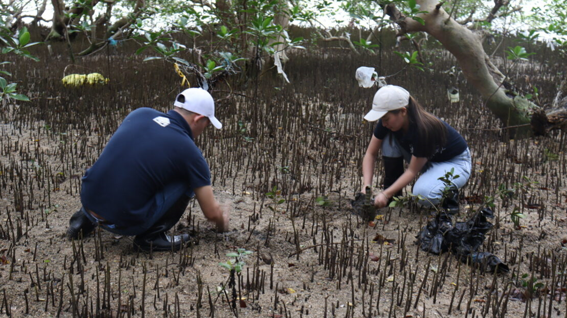 Metrobank advances care for the environment by planting 3500 mangroves